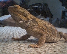 spike loving the freedom